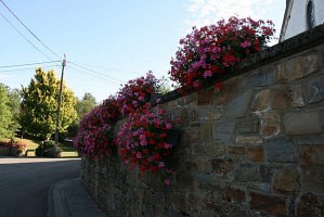 fleursjuillet2018015