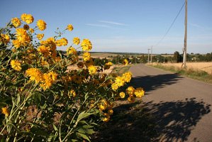 fleursjuillet2018041